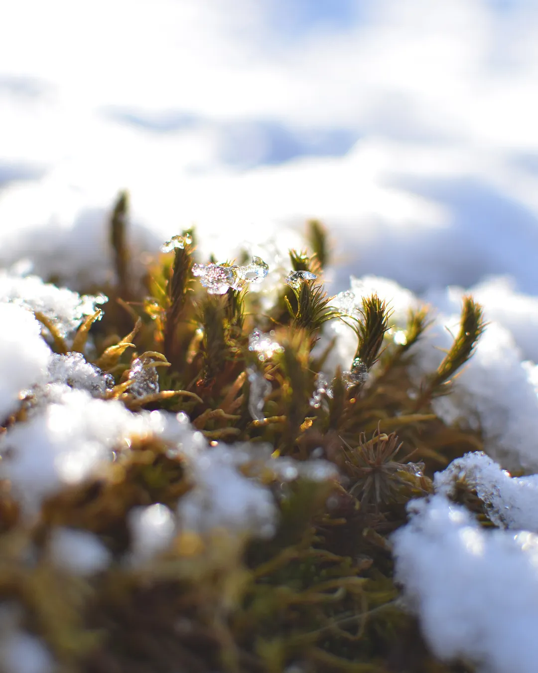冬の森のひとこま🌳
