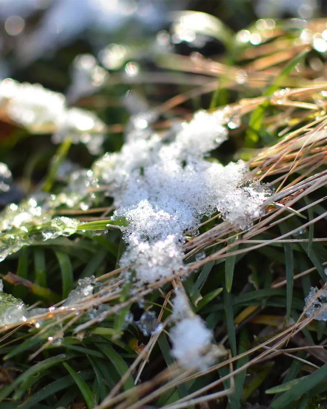 冬の森のひとこま🌳