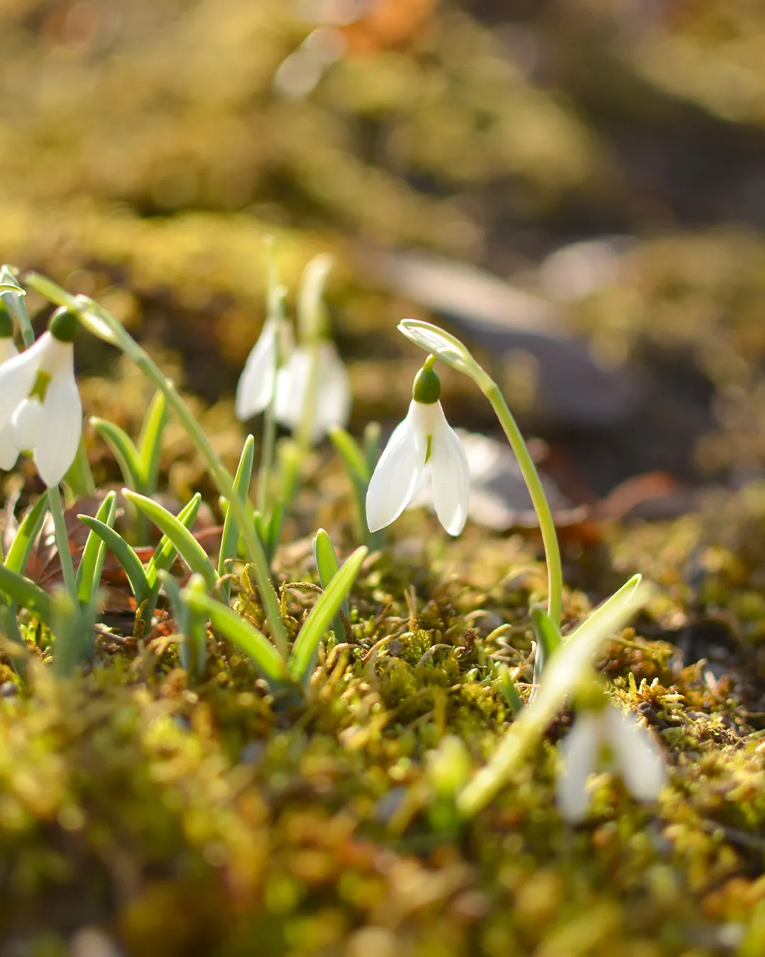 冬の森のひとこま🌳