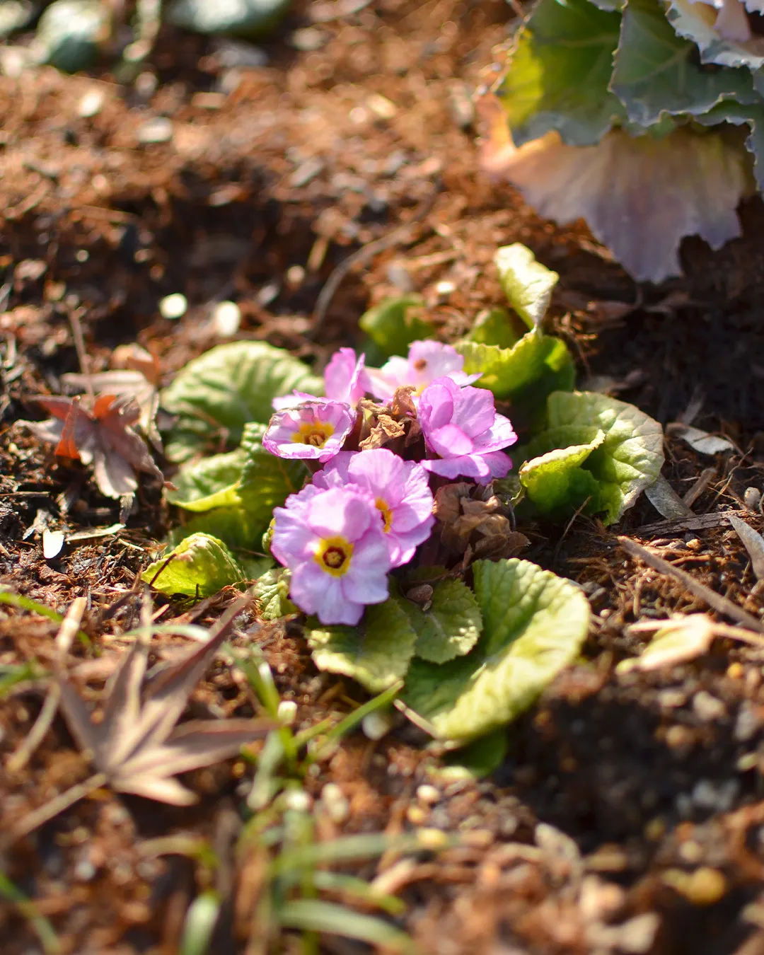 冬の森のひとこま🌳
