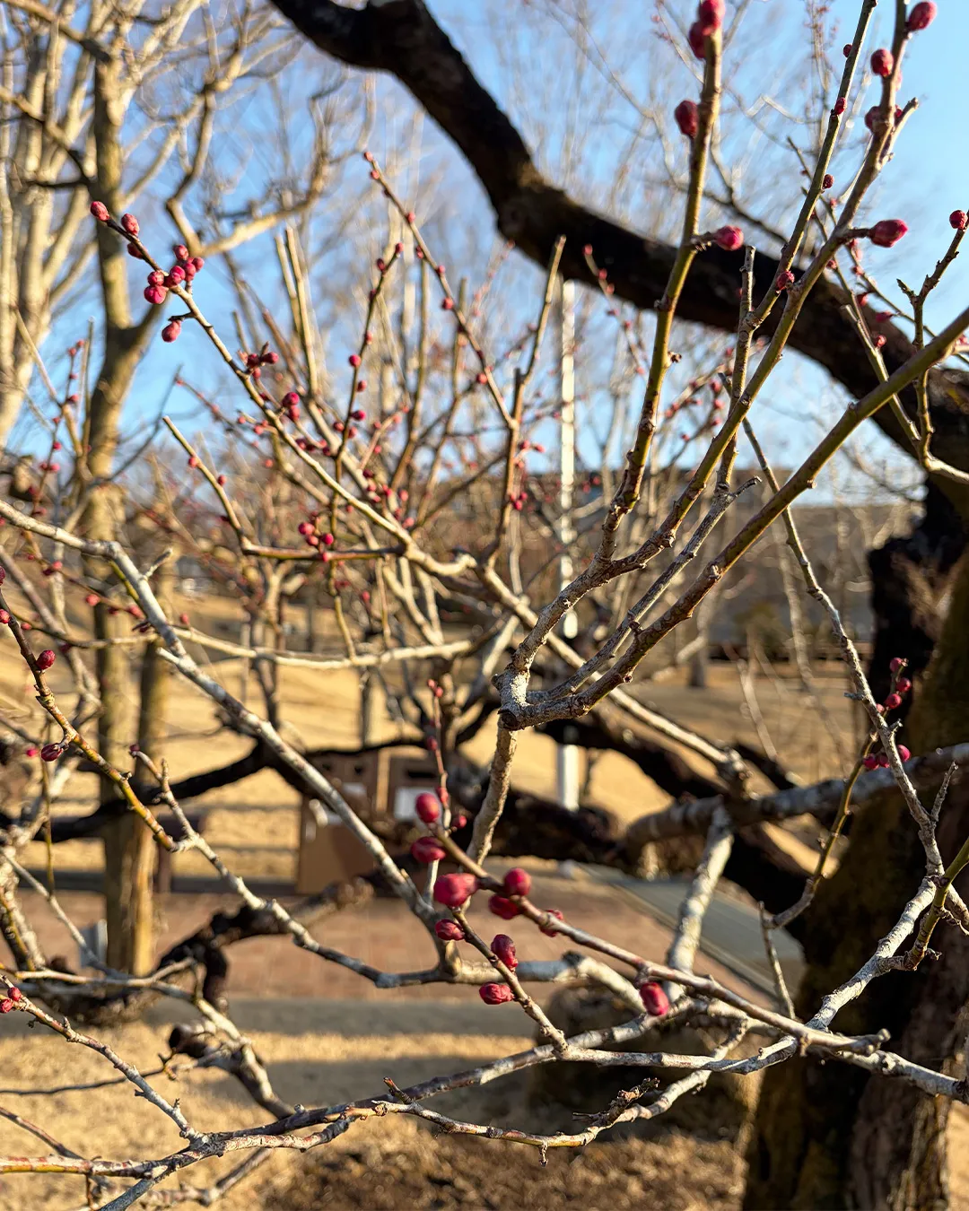 小さな春グルメ🌸