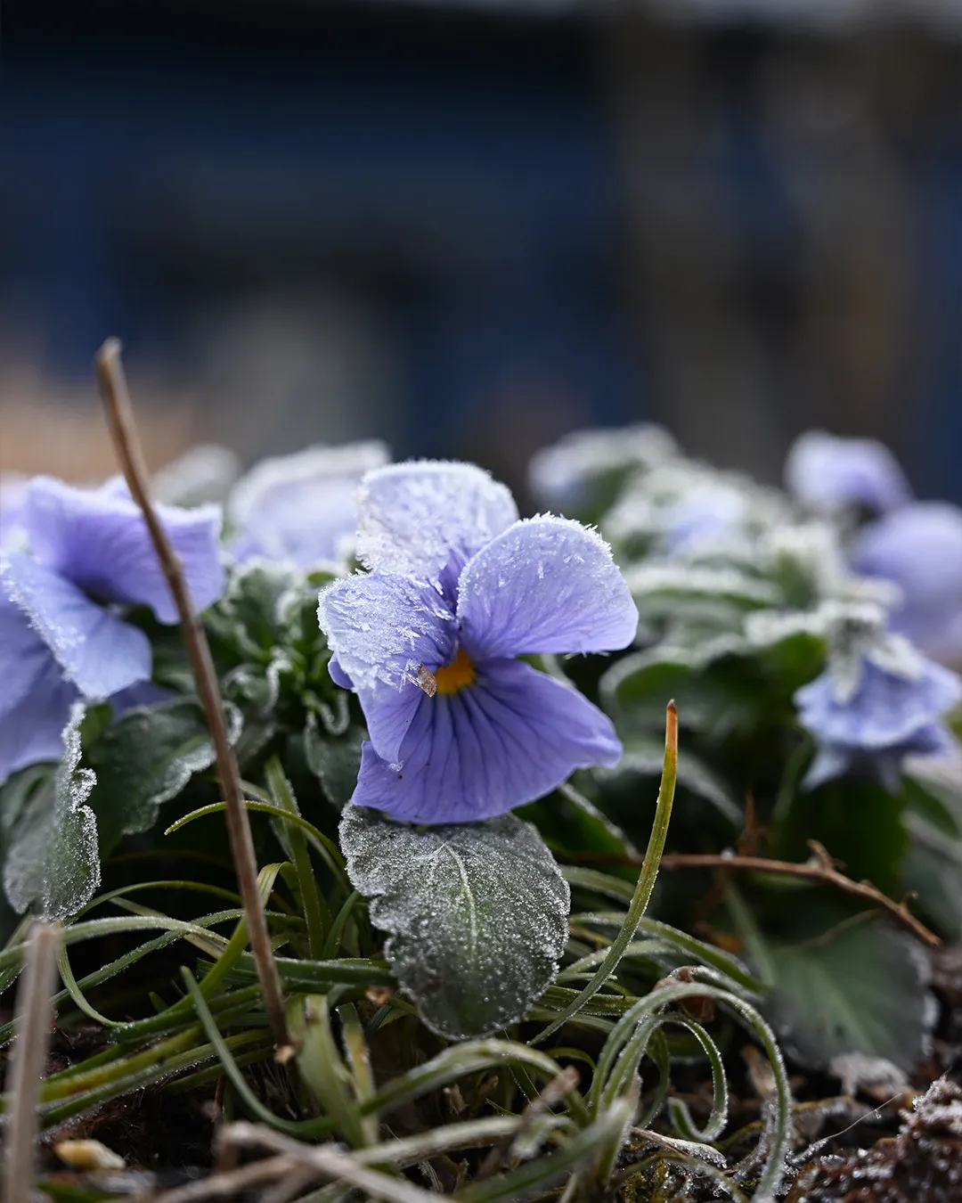 銀の森の園内風景