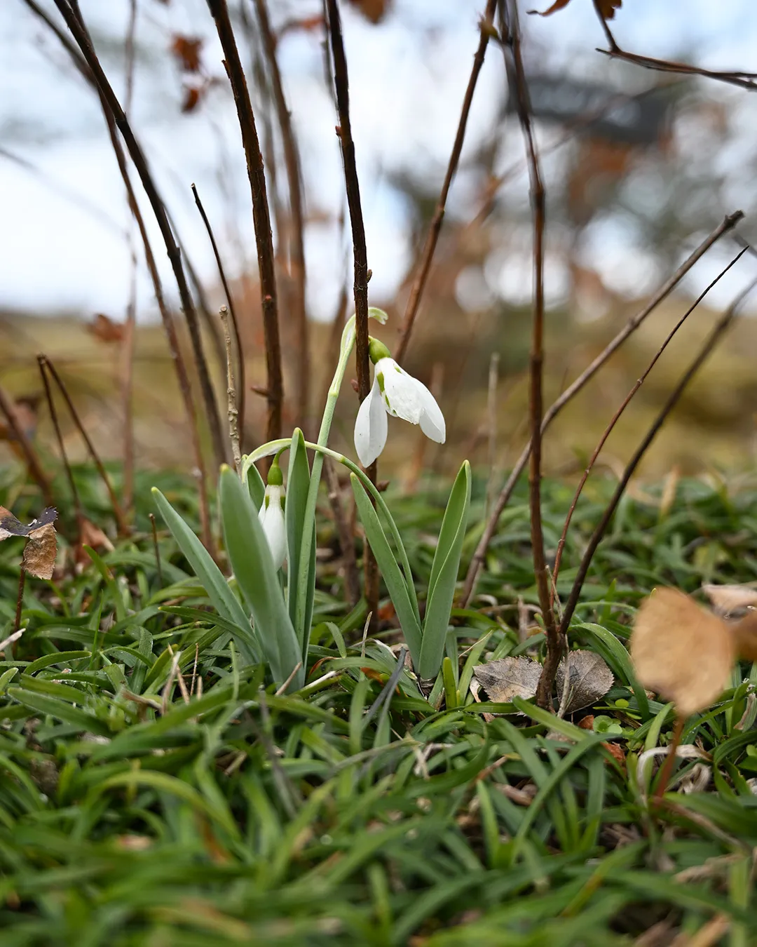 銀の森の園内風景