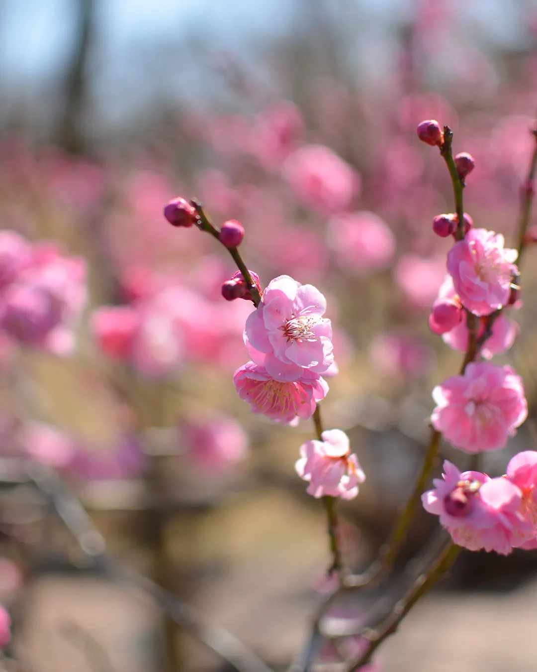 春到来の銀の森🌳