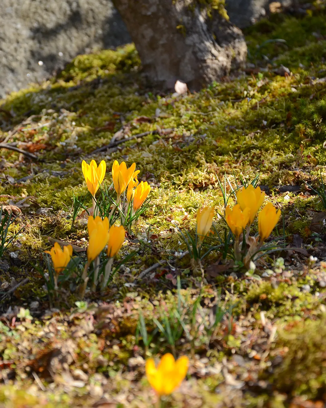 春到来の銀の森🌳