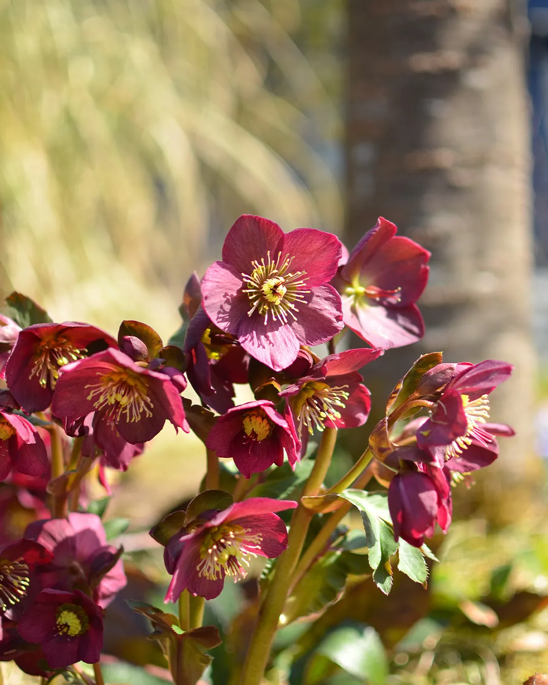 春到来の銀の森🌳