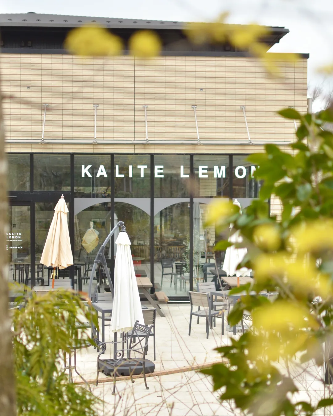 花曇りの銀の森🌸