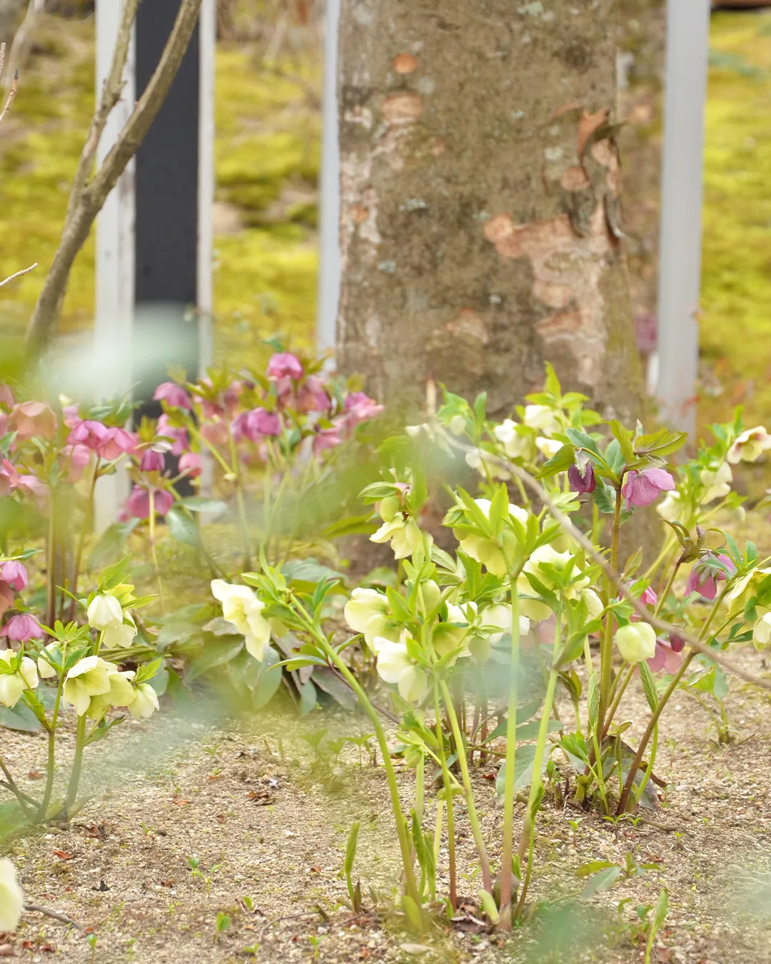 花曇りの銀の森🌸