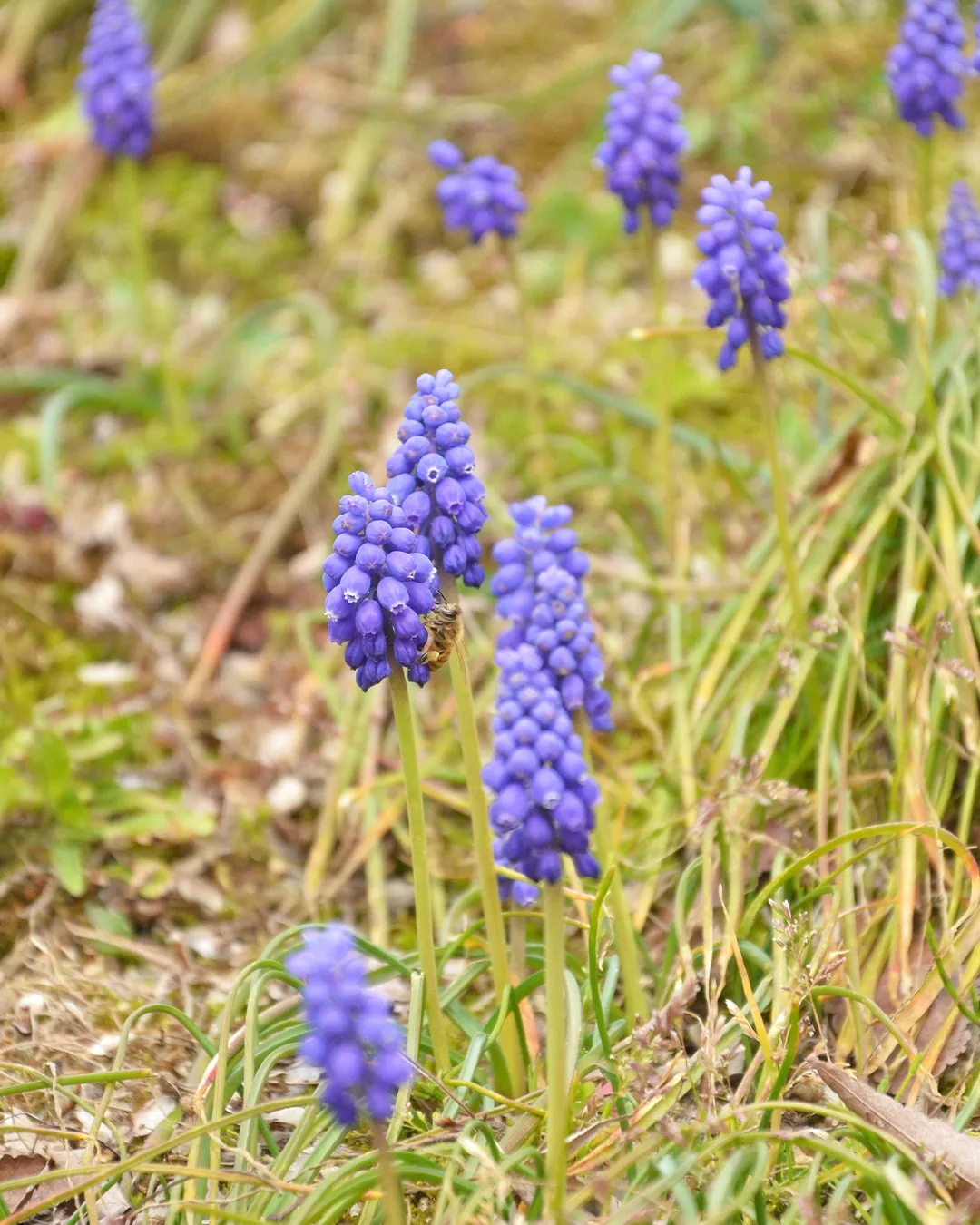 花曇りの銀の森🌸