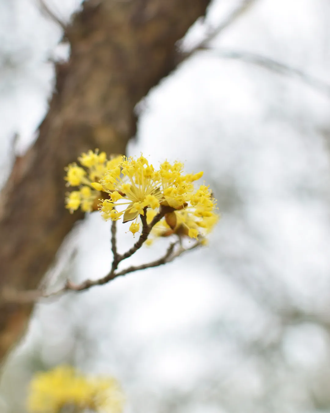 花曇りの銀の森🌸