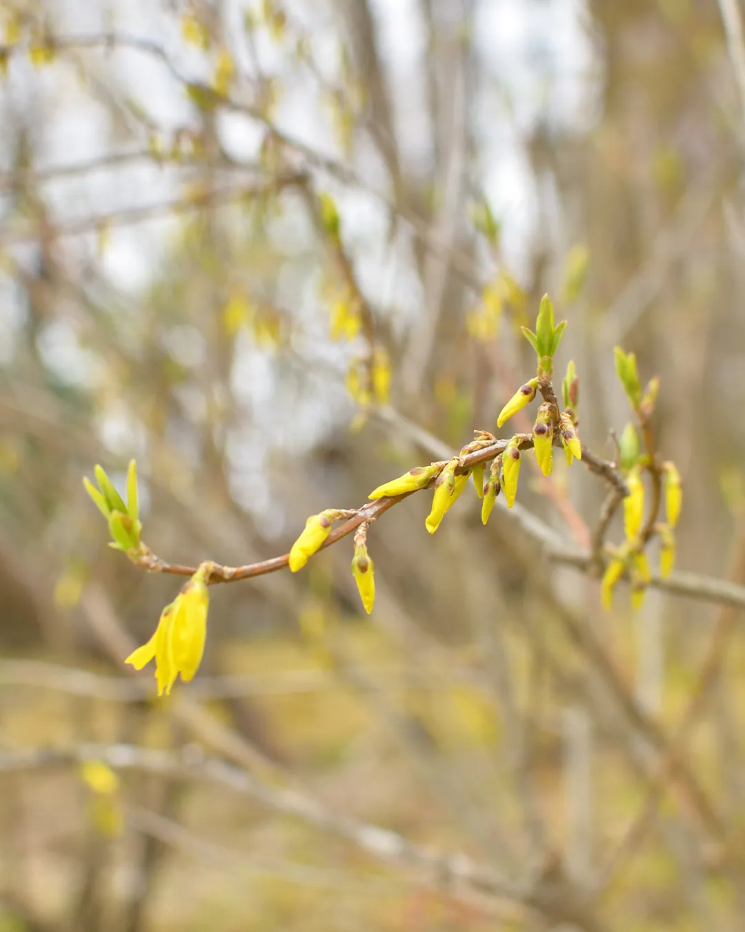 花曇りの銀の森🌸