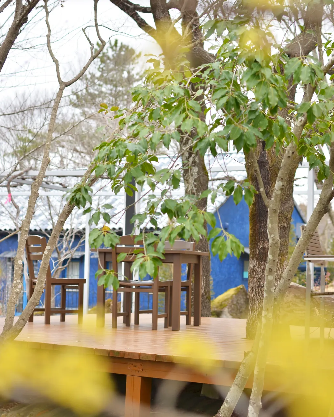 花曇りの銀の森🌸