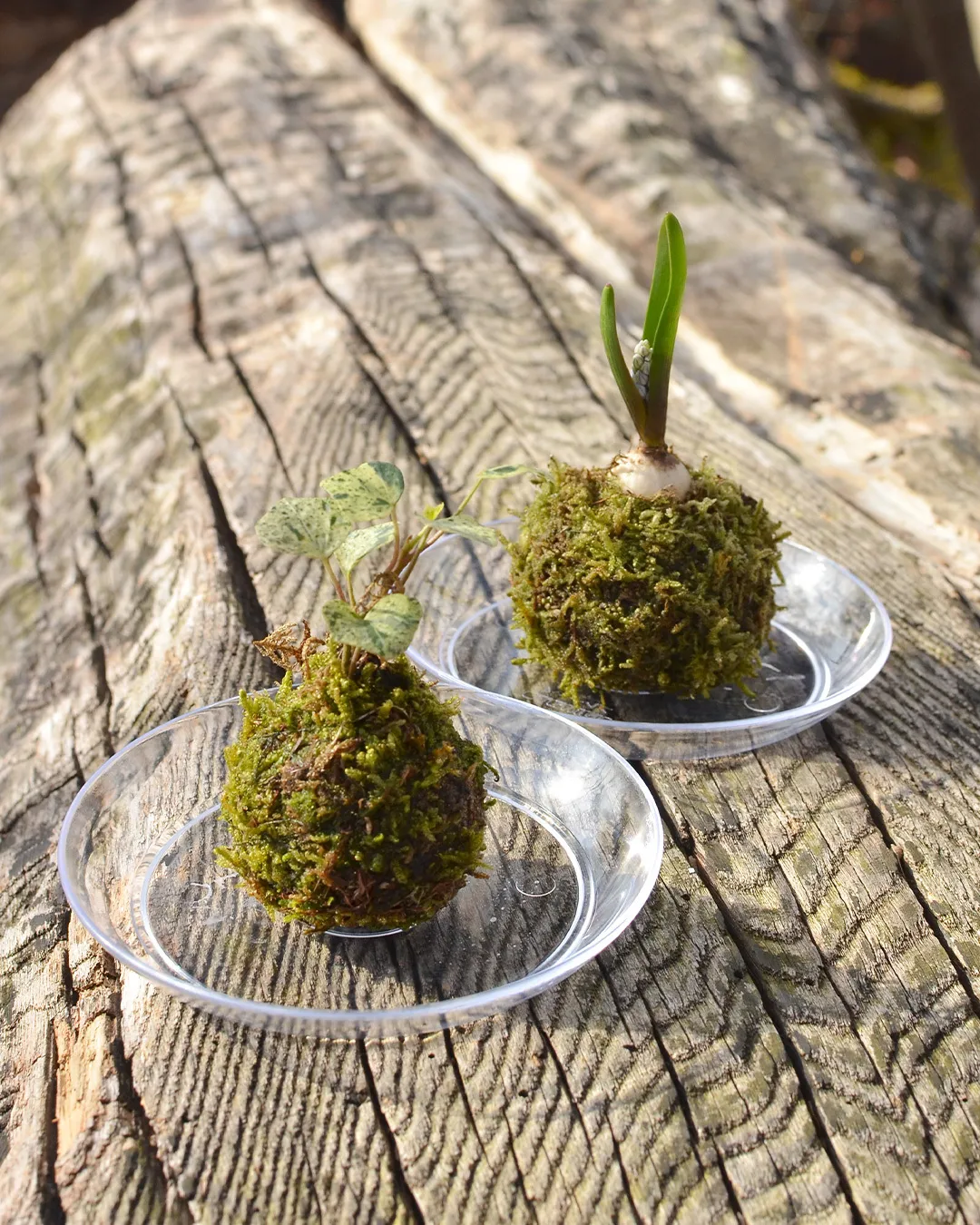 スプリングマルシェ│イベント案内