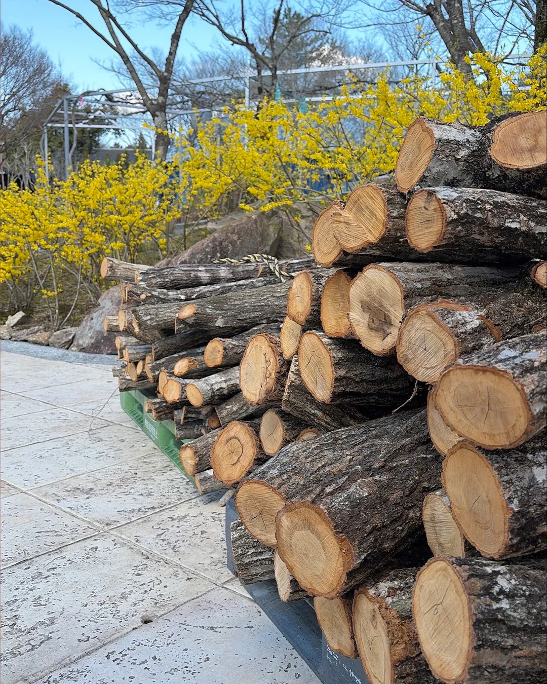 ˏˋ いよいよ明日 ˎˊ