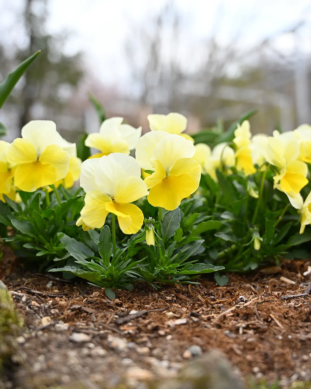 ˏˋ いよいよ明日 ˎˊ