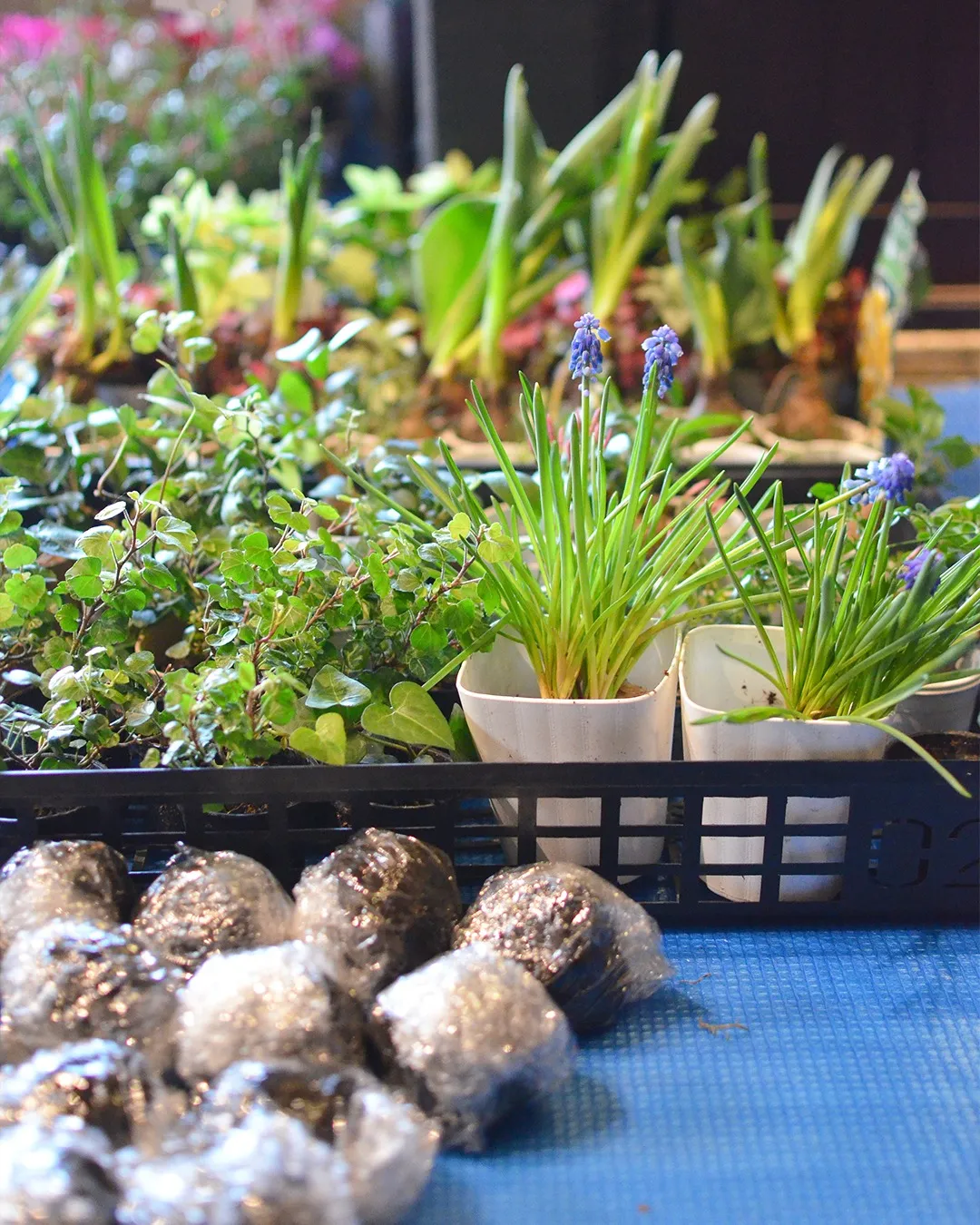 スプリングマルシェ2日目🌸