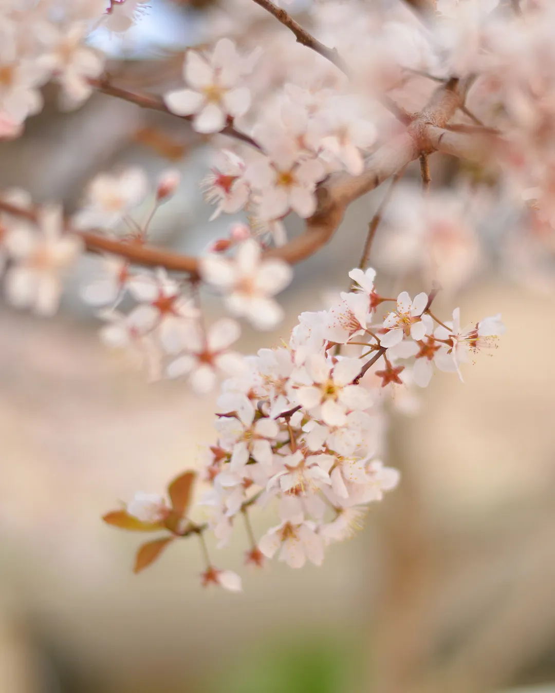 スプリングマルシェ2日目🌸