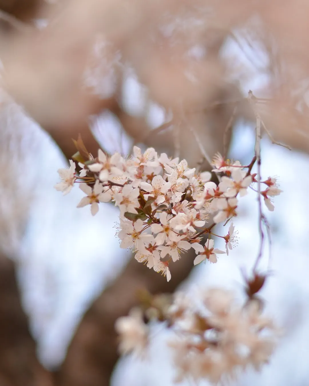 今日から新年度🌸