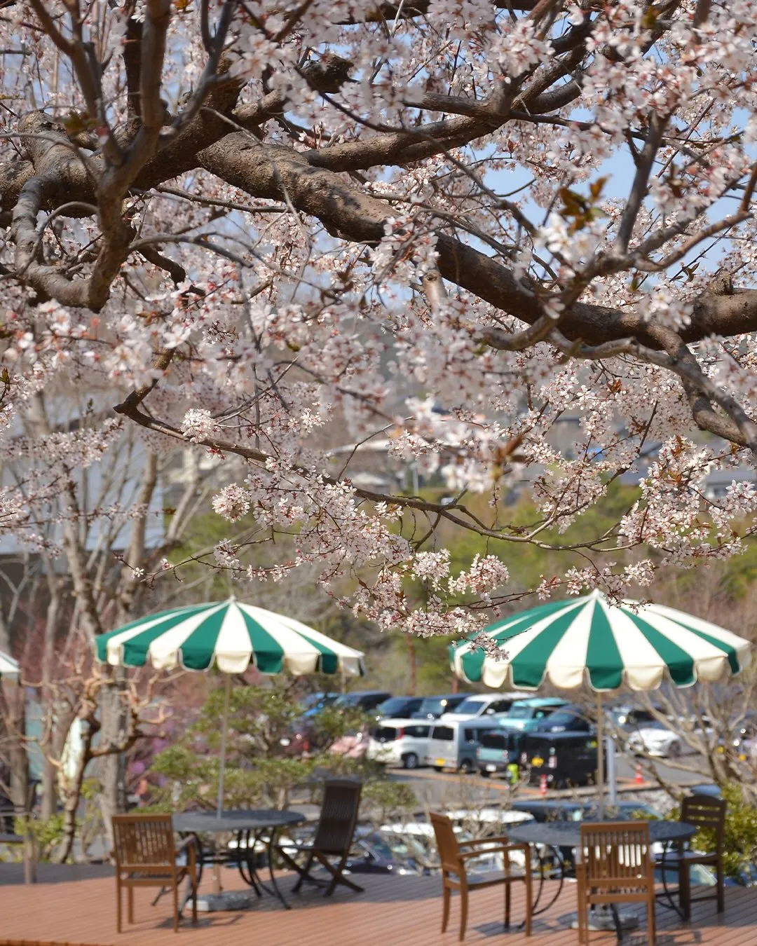 今日から新年度🌸
