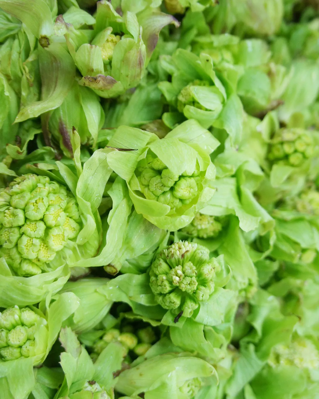 春限定のごはんのお供