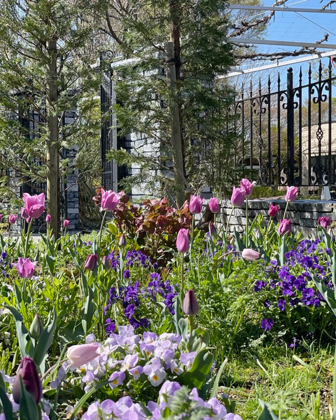 春の花々が見ごろです♬