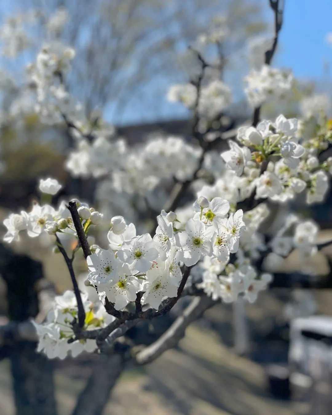 春の花々が見ごろです♬