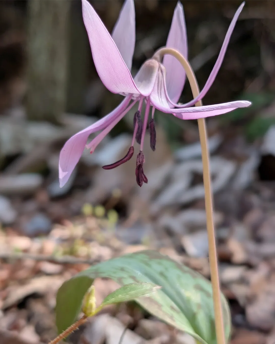 春の花々が見ごろです♬
