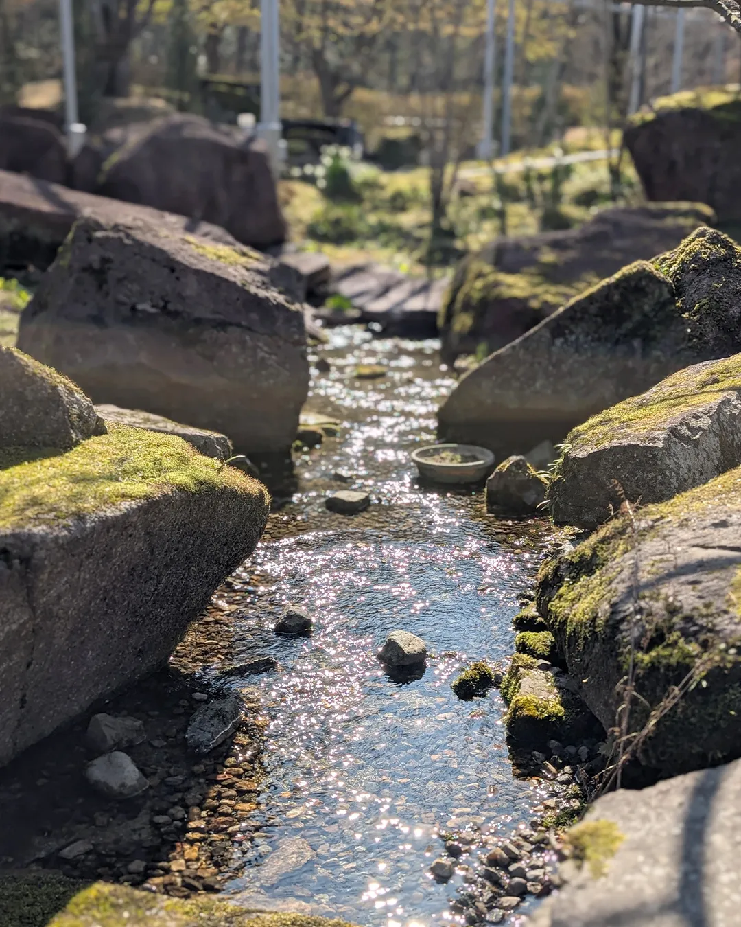 春の花々が見ごろです♬