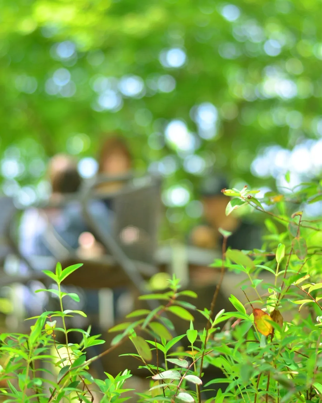 ゆるりら、癒しの5日間🌳