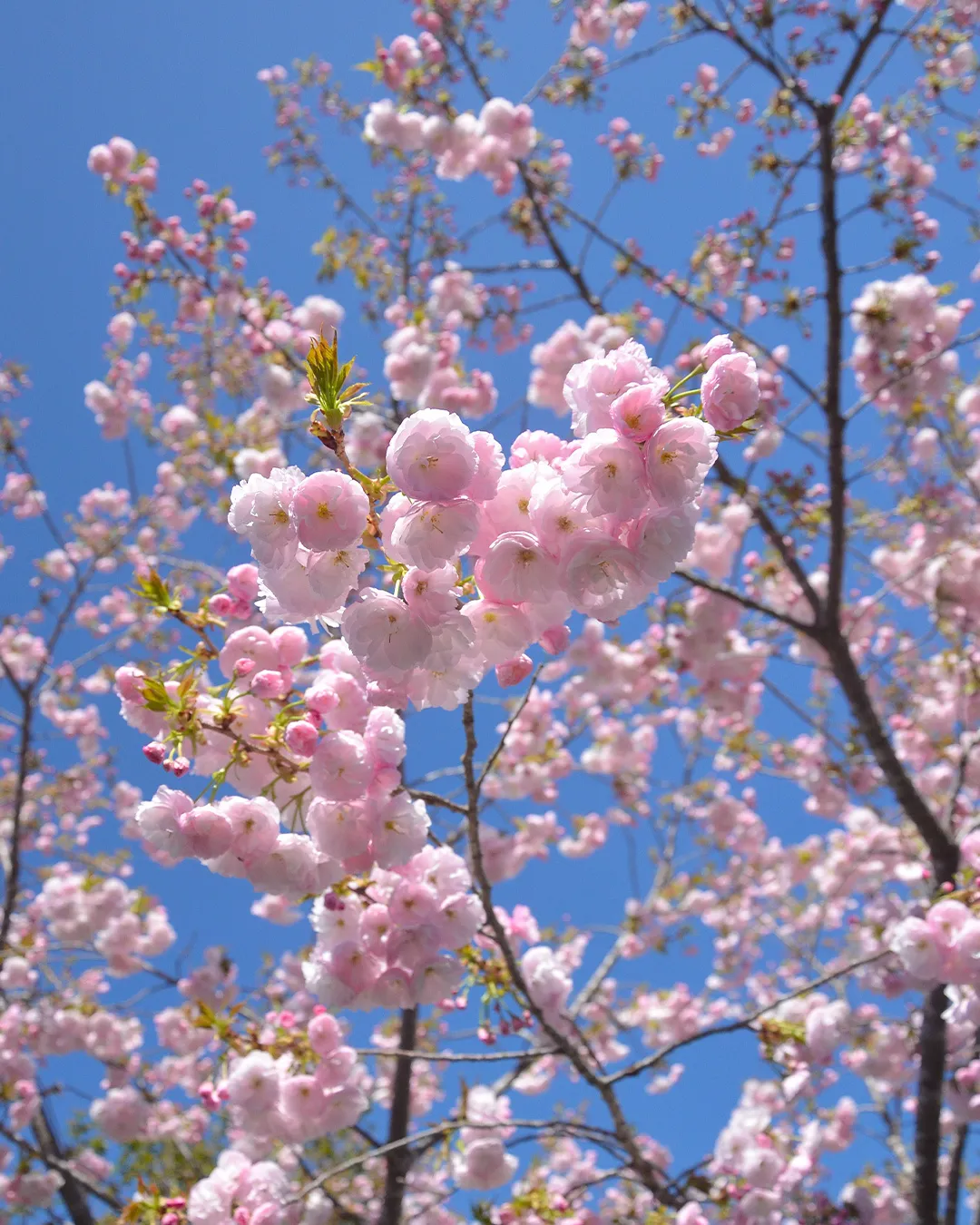 花桃が満開です🌸