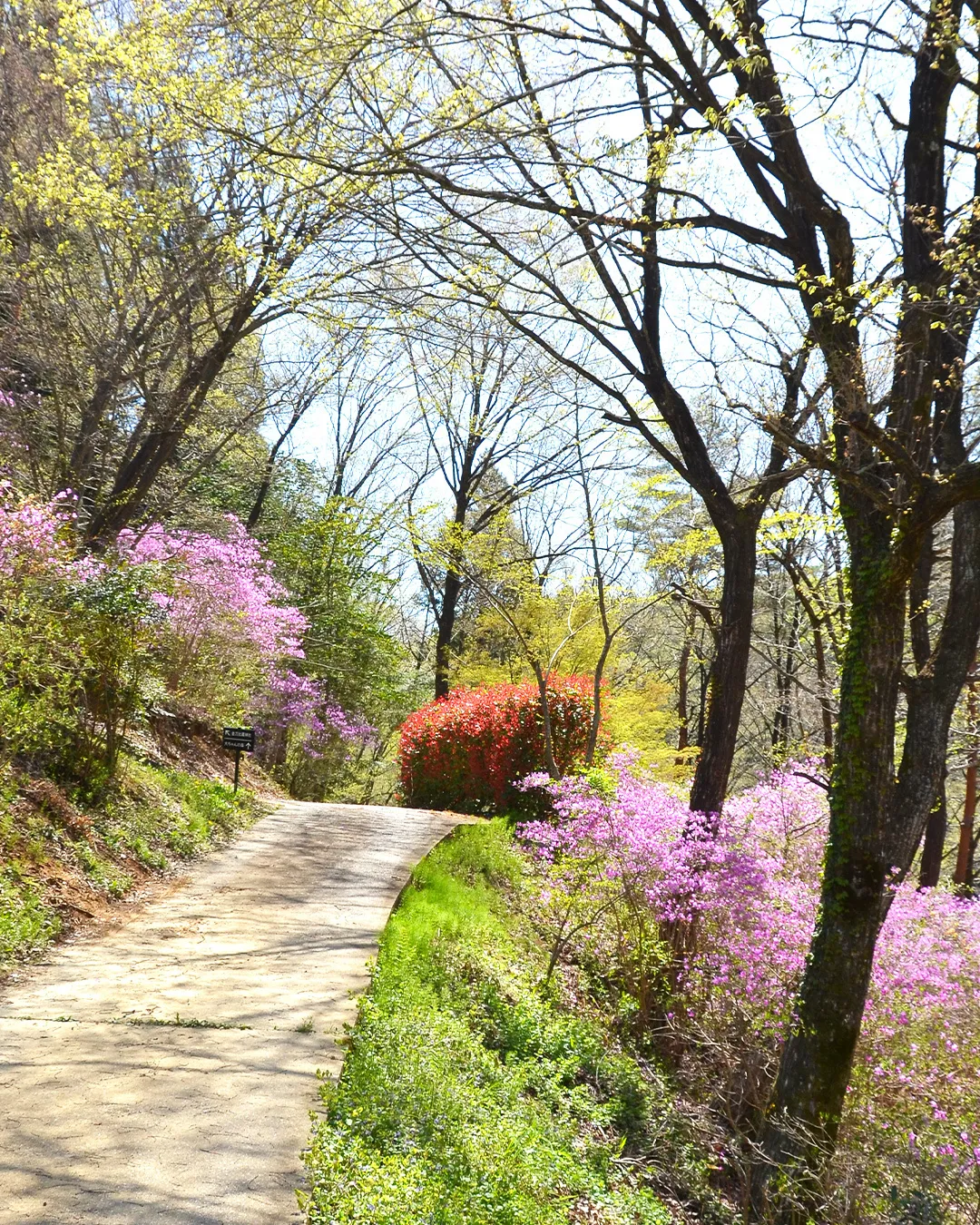 花桃が満開です🌸