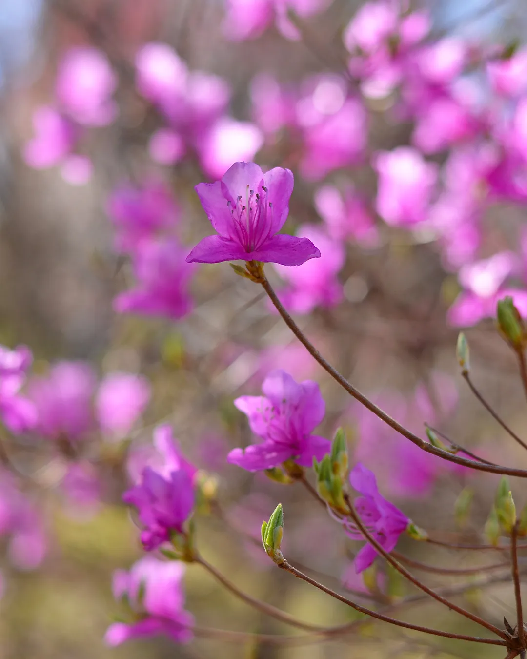花桃が満開です🌸