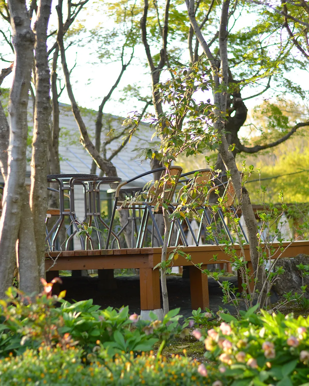 新緑の銀の森🌱