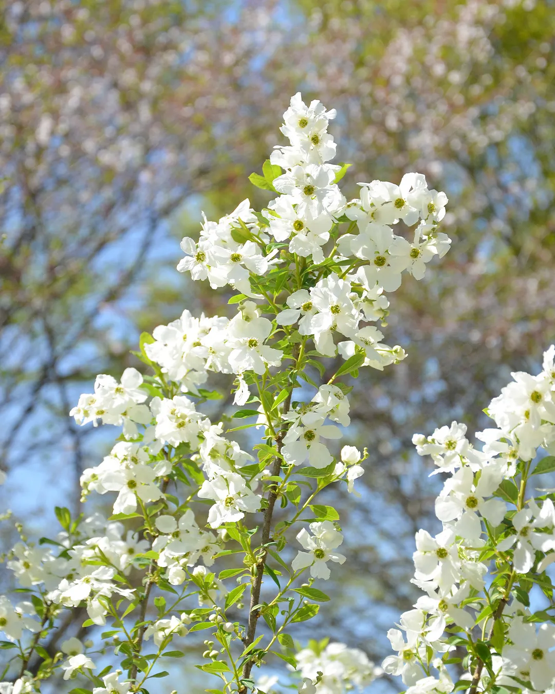 新緑の銀の森🌱