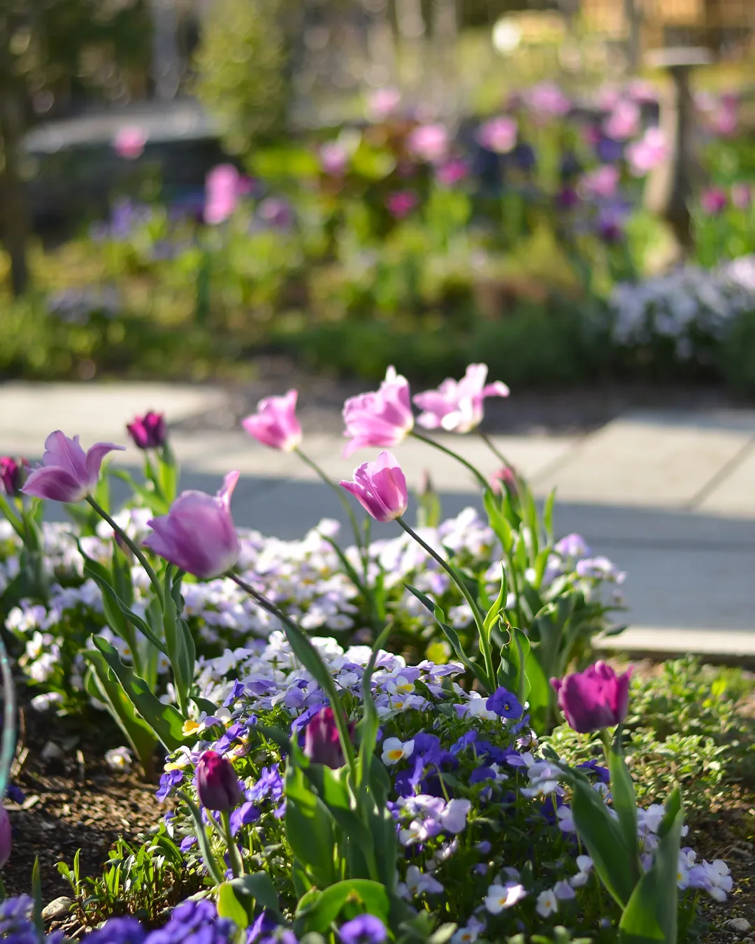 新緑の銀の森🌱