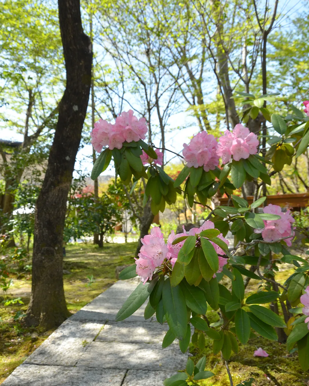新緑の銀の森🌱
