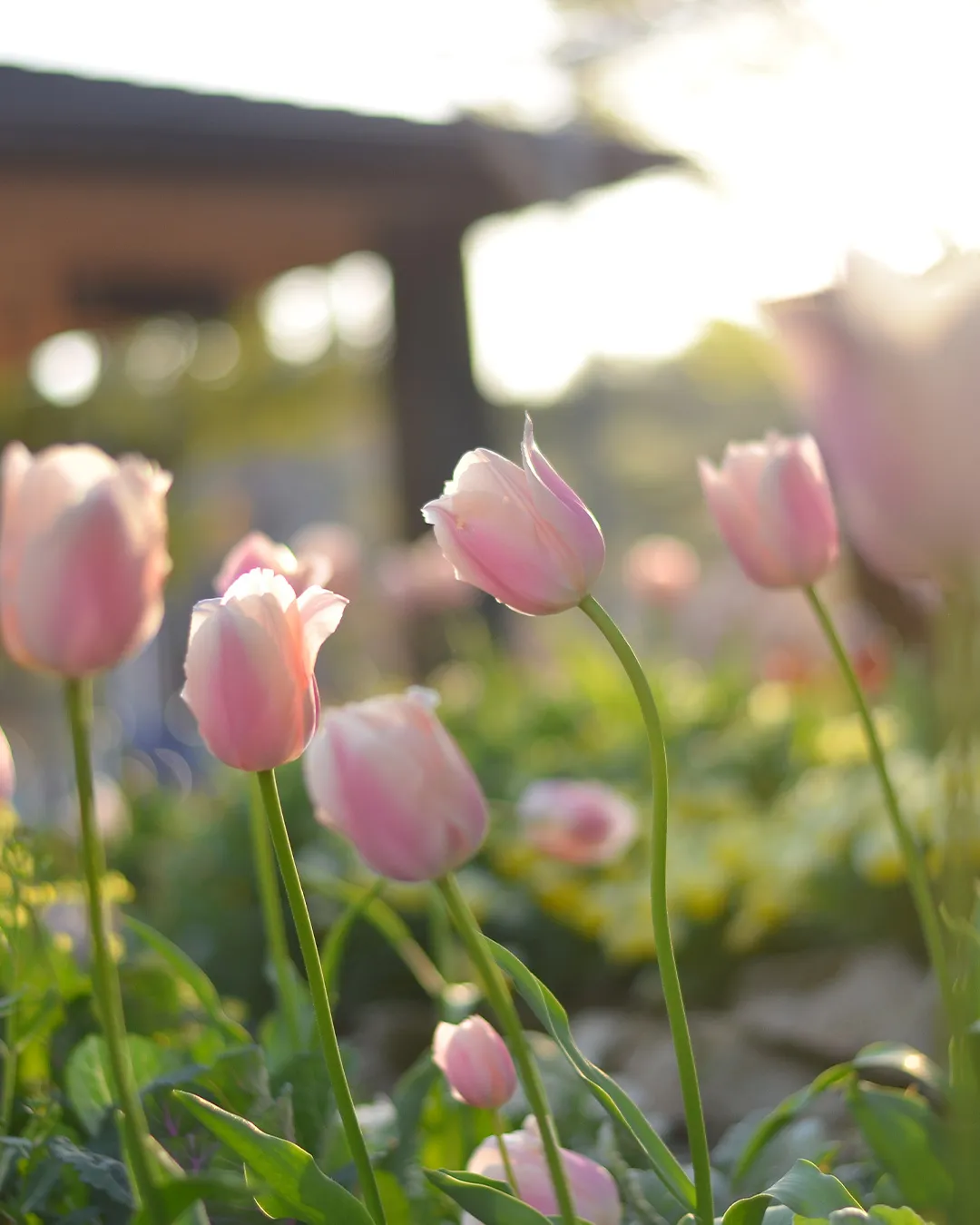 新緑の銀の森🌱