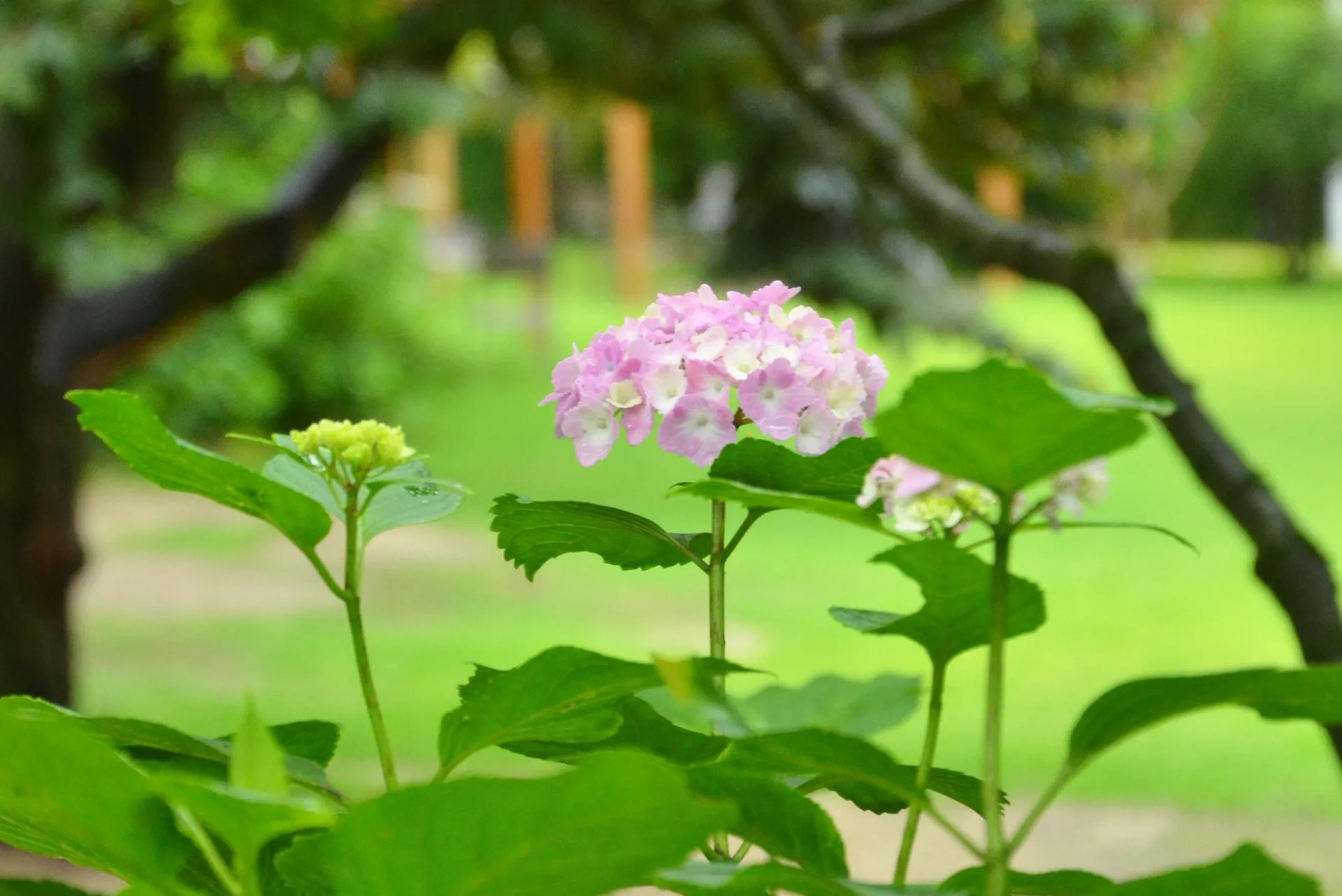 雨の日を楽しむ♪6月の銀の森