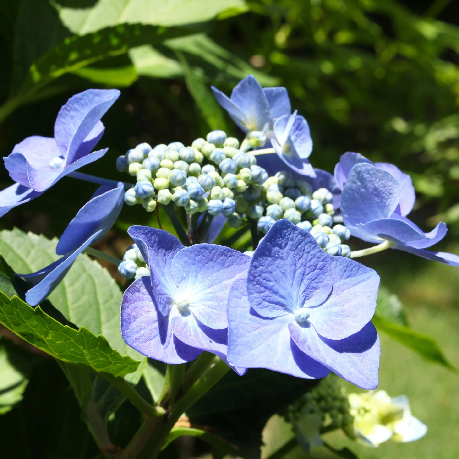 アジサイの花は“本当の花”じゃない？　銀の森で楽しむ梅雨の彩 