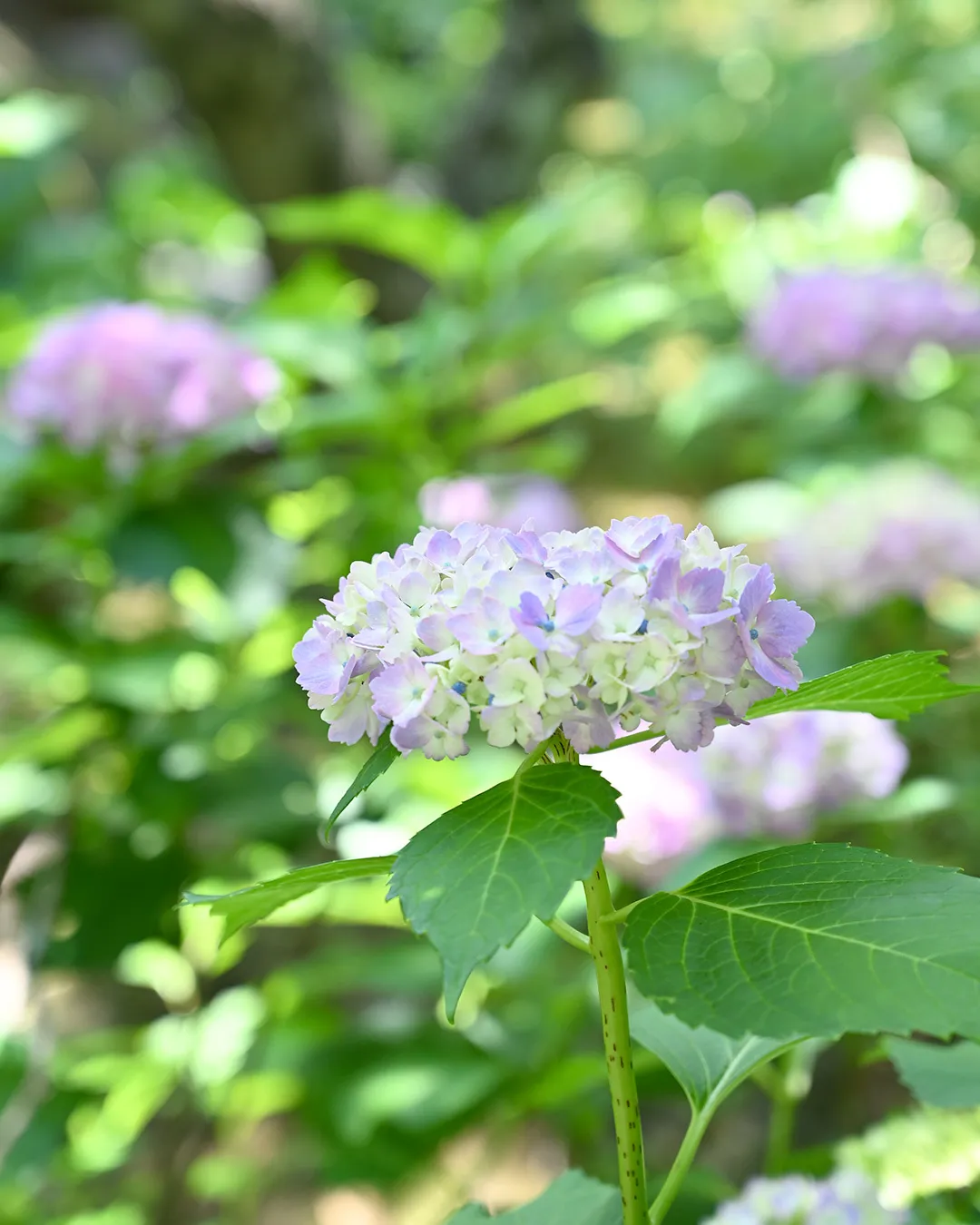 紫陽花が咲きはじめました🌿