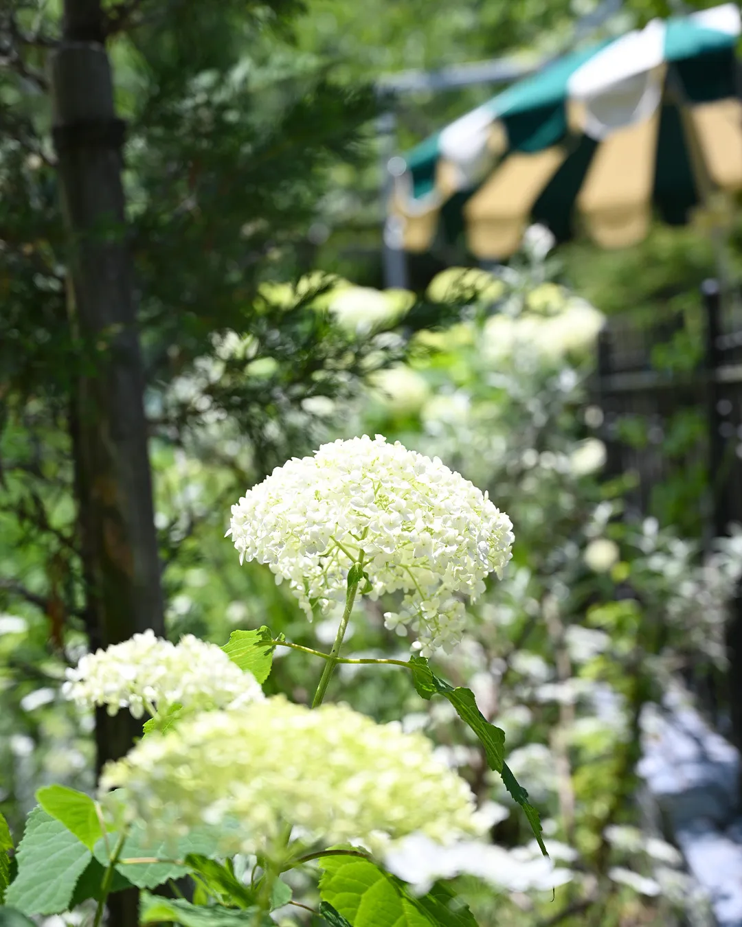 紫陽花が咲きはじめました🌿