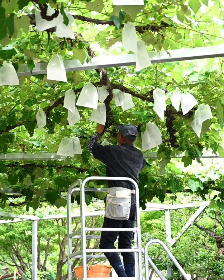園内でみつけた実りたち🌱