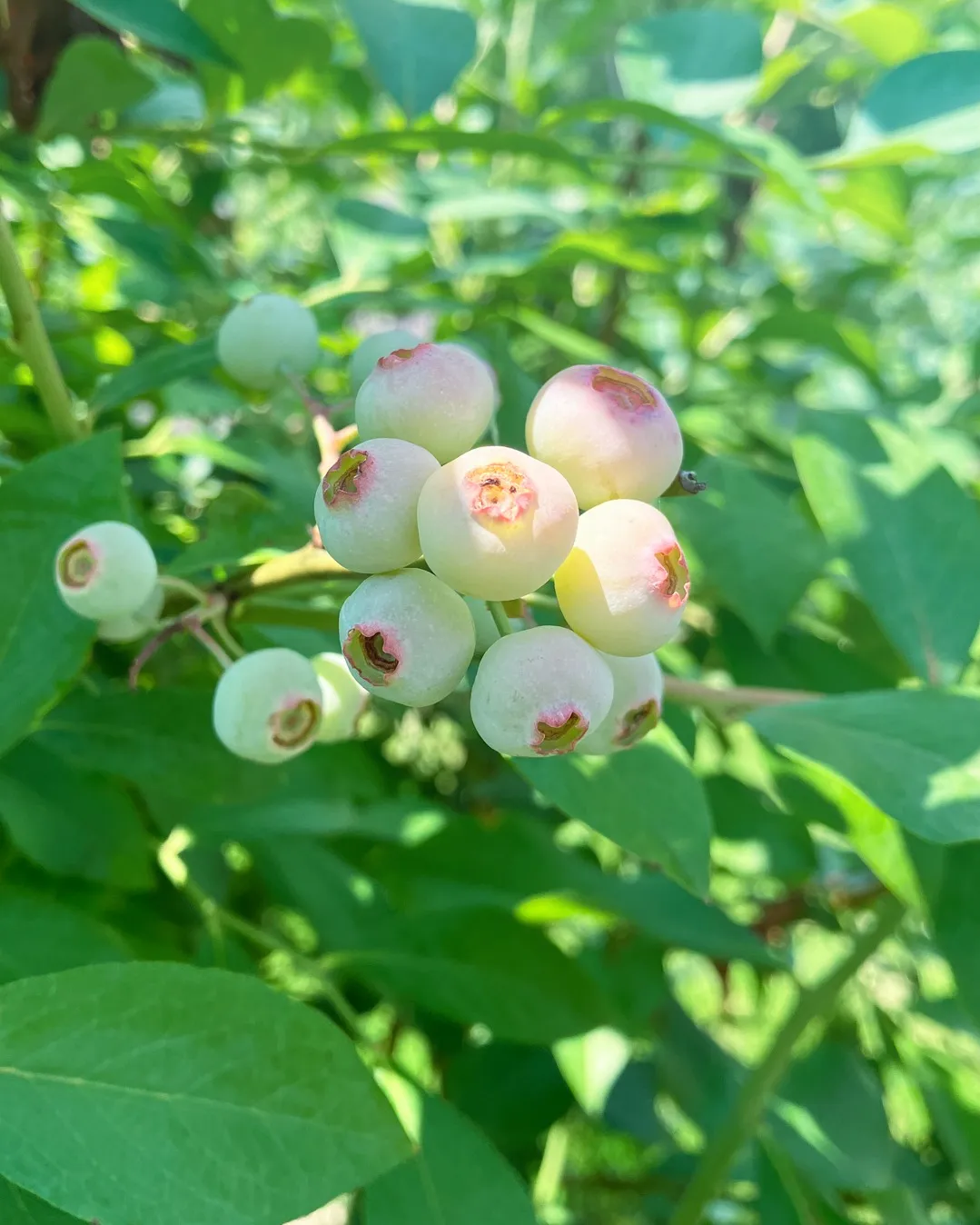 園内でみつけた実りたち🌱