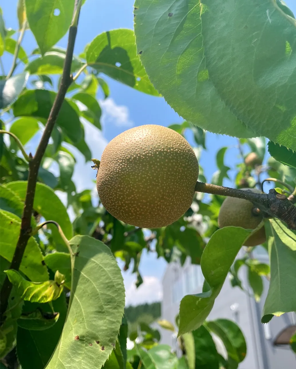 園内でみつけた実りたち🌱