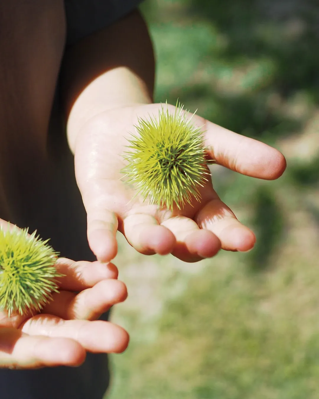 秋の始まりはすぐそこに…🌰