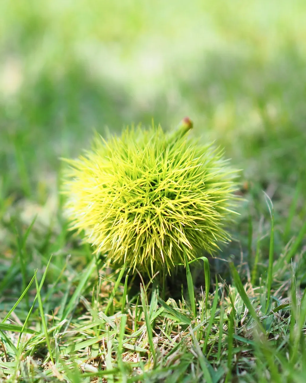 秋の始まりはすぐそこに…🌰