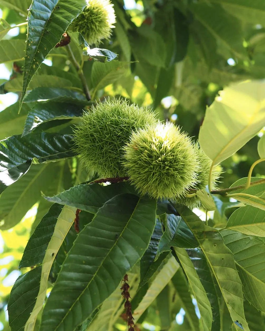 栗きんとん・柿ぼっくり早期予約受付中🌰