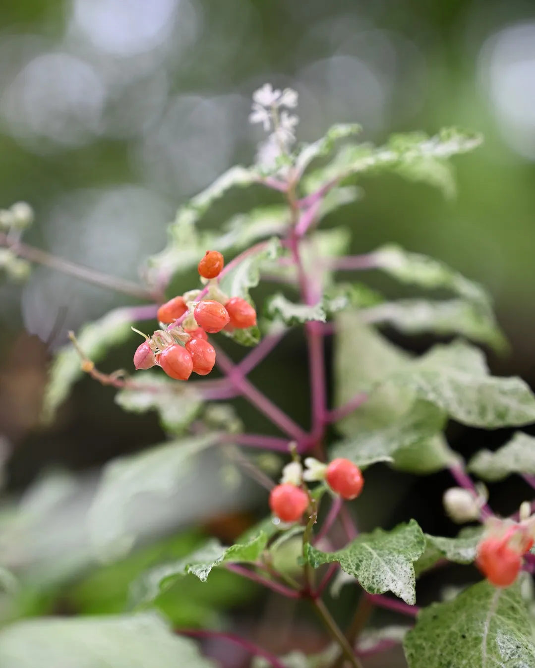 しとしと降る雨の中、 季節は夏から秋へ