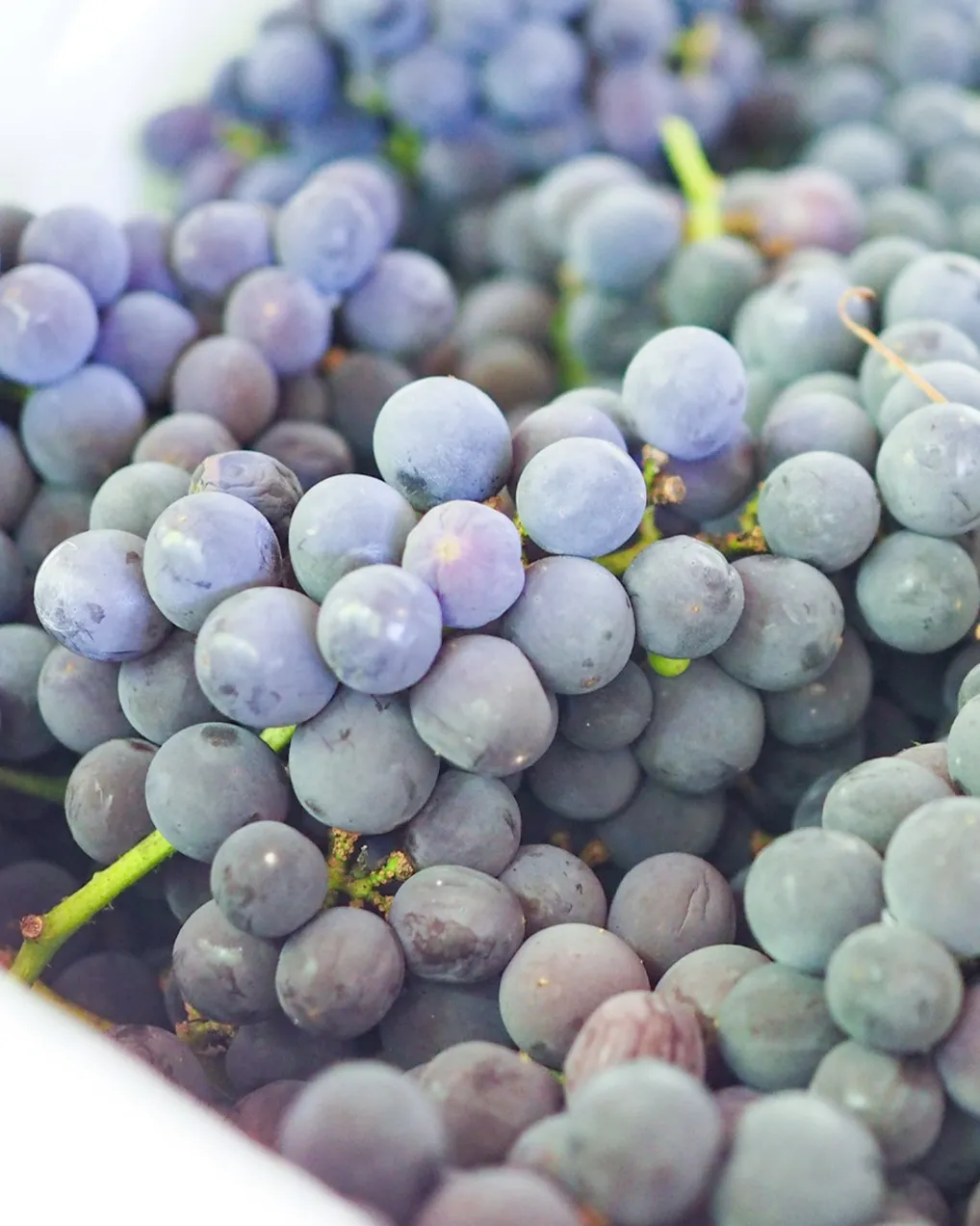 アジロンジュースができました🍇