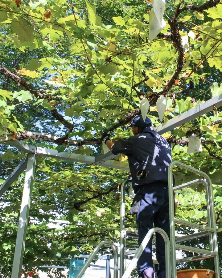 アジロンジュースができました🍇